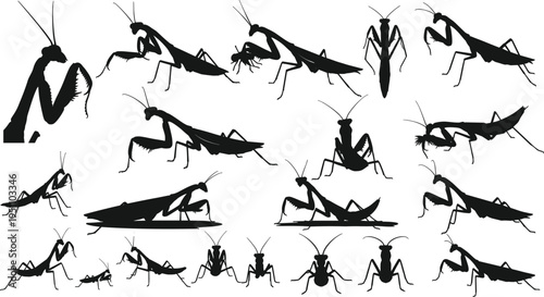 Large collection of praying mantis silhouettes featuring various hunting poses predatory behaviors and detailed insect anatomy for natural science graphics. (20 words)