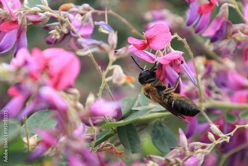 萩の花にとまるオオハキリバチ