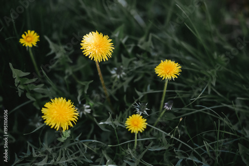 yellow dandelions on green grass
