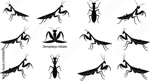 Professional collection of Deroplatys lobata dead leaf mantis silhouettes featuring various predatory stances and anatomical views for nature design. (20 words)