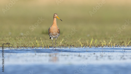 The Black Tailed Godwit the National bird of the Netherlands	
