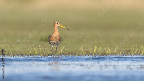 The Black Tailed Godwit the National bird of the Netherlands	
