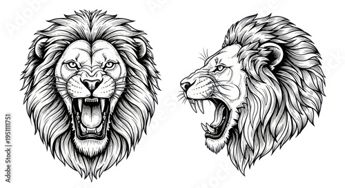 Fierce Lion Head Portraits - Front and Side Views, Ink Drawing