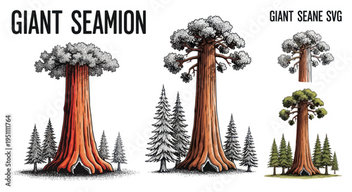 Giant Sequoia Trees: Majestic Ancient Forest Giants in Vintage Ink Drawing Style