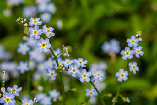 Water forget-me-not Myosotis scorpioides Myosotis palustris Myosotis flower tender flowers blossoming in spring time natural floral background