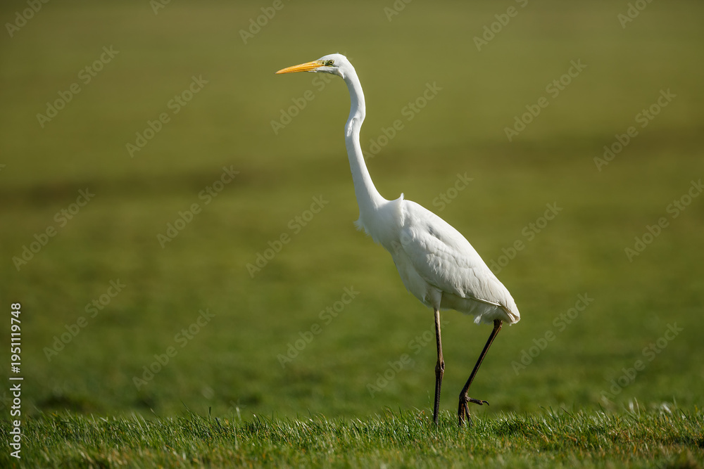 Fototapeta premium The great egret (Ardea alba), also known as the common egret,
