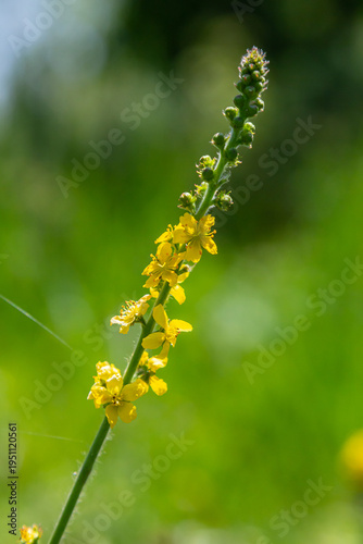 Tableau sur toile Summer in the wild among wild grasses is blooming agrimonia eupatoria