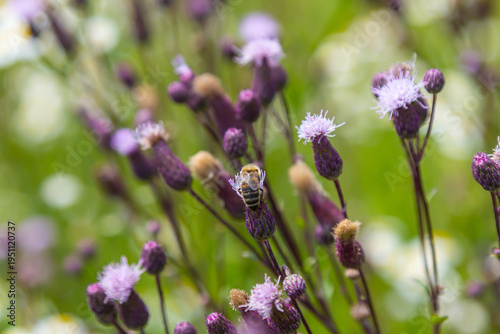 Creeping thistles in a summer meadow
