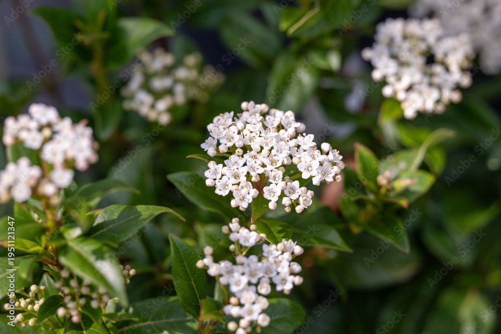 Fototapeta premium Viburnum tinus blooming in spring