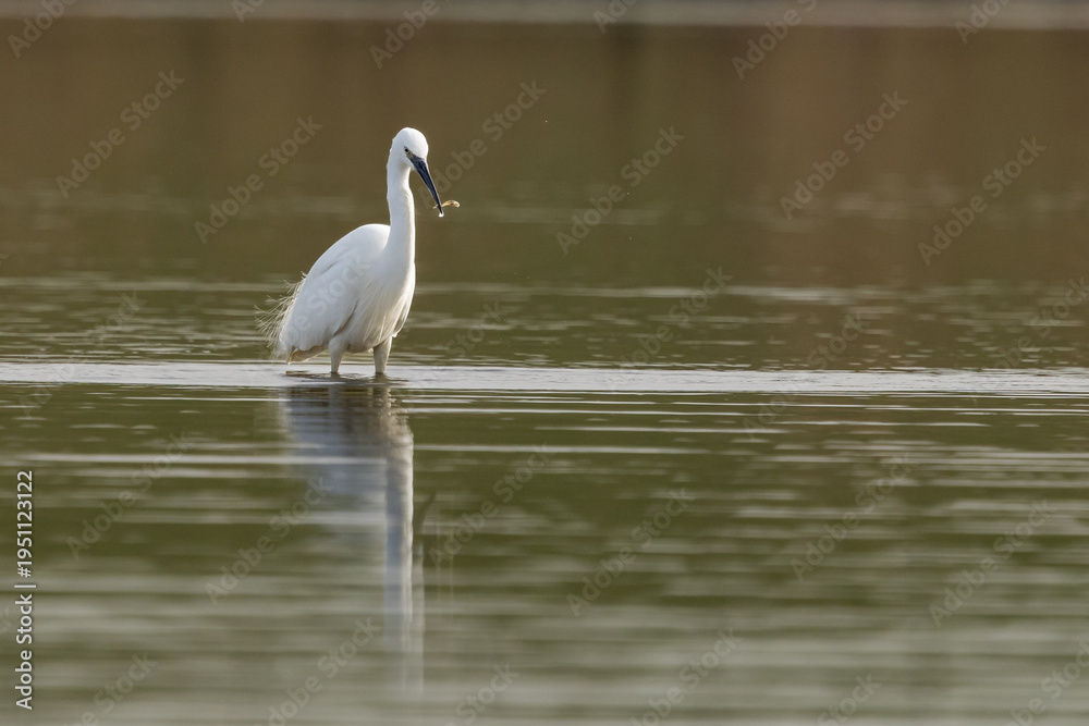 Obraz premium The great egret (Ardea alba), also known as the common egret,