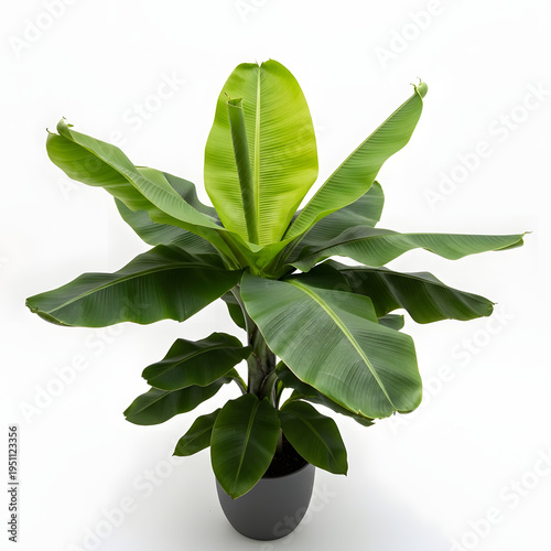 A potted banana plant with large green leaves on a white background