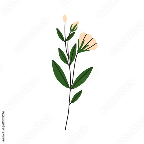 Spring flower. Floral plant, blooming branch with leaf. Summer blossoms, gentle delicate stem. Botanical design element. Wildflower decoration. Flat vector illustration isolated on white background