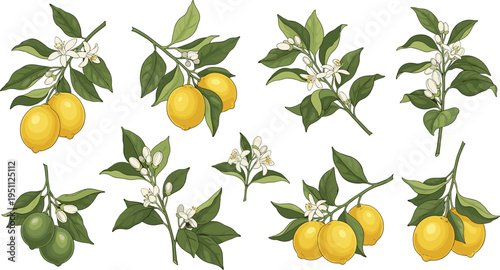 Lemon Branch Botanical Vector Set with Citrus Fruits, Leaves and Blossoms Hand Drawn Garden Illustrations Collection