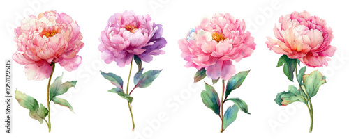 Vibrant watercolor peonies in pink and purple with detailed green stems and leaves, soft brushstrokes and delicate texture for romantic, botanical and floral design use