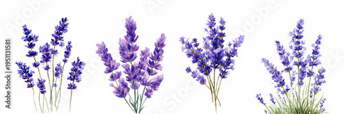 Lavender flowers illustrating natural beauty and botanical elegance, creating a serene and aromatic atmosphere with purple watercolor painted blossoms
