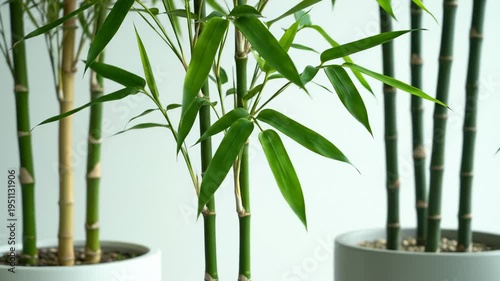 Close-Up of Green Bamboo Stalks With Leaves Growing in White Pots