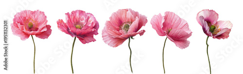 Pink poppy flowers painted in watercolor style, showcasing delicate petals and vibrant hues, isolated on a white background, useful for spring and summer designs