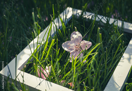 a empty frame with spring flowers on the green grass	