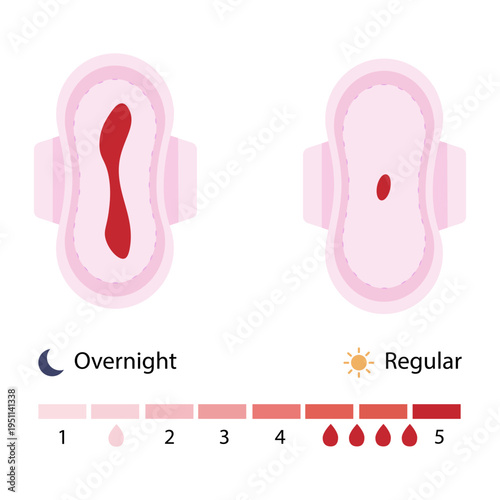 Menstrual pads absorption comparison for overnight and regular flow levels. vector illustration