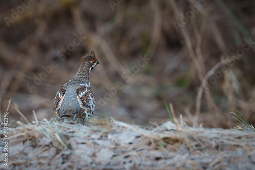 Canvas Print hazel grouse (Tetrastes bonasia) on the ground
