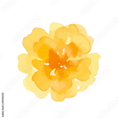Watercolor-style vibrant marigold flowers, orange and yellow botanical illustration／マリーゴールド