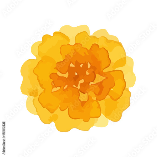 Watercolor-style vibrant marigold flowers, orange and yellow botanical illustration／マリーゴールド