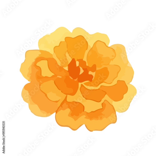 Watercolor-style vibrant marigold flowers, orange and yellow botanical illustration／マリーゴールド