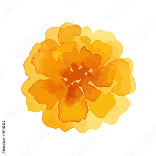 Watercolor-style vibrant marigold flowers, orange and yellow botanical illustration／マリーゴールド
