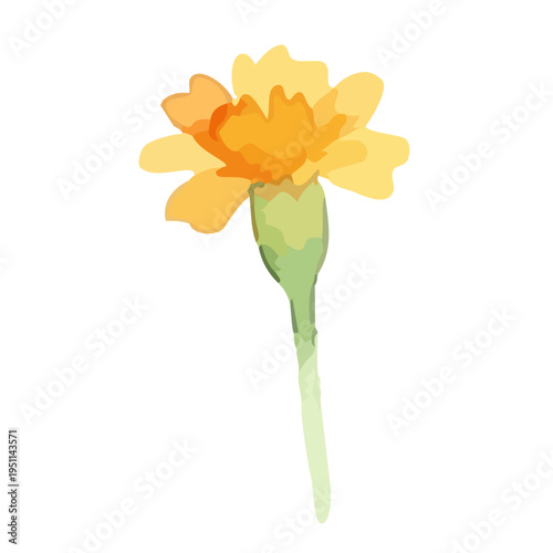 Watercolor-style vibrant marigold flowers, orange and yellow botanical illustration／マリーゴールド