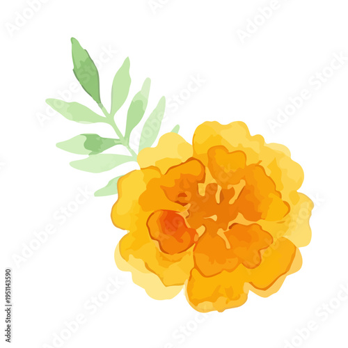 Watercolor-style vibrant marigold flowers, orange and yellow botanical illustration／マリーゴールド