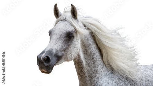 Konstfotografi Majestic white dappled Arabian horse head with a flowing silver mane, captured i