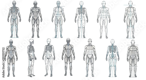 Human anatomy muscle diagrams, medical illustration of male muscular system, 13 anatomical body figures in EPS vector format for education