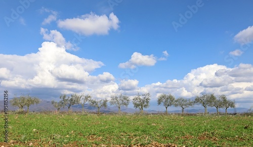 Row of just pruned olive trees in a field under blue cloudy sky on springtime. Background for copy space.