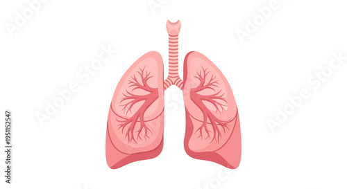 Anatomical illustration of human lungs with trachea and bronchi, pink silhouette on white background for tuberculosis awareness campaign