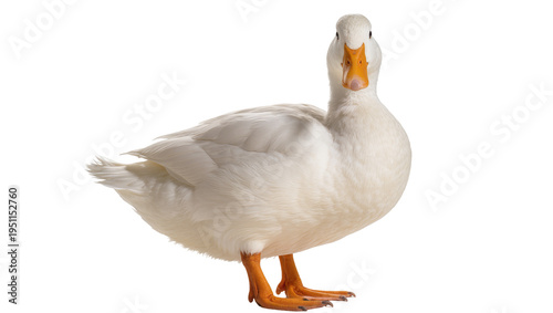 Obraz na płótnie Majestic domestic white duck standing gracefully, facing the camera, isolated st
