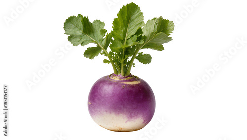 Vibrant fresh turnip with lush green leaves, showcasing its distinctive purple and white root, isolated PNG on transparent background, healthy vegetable