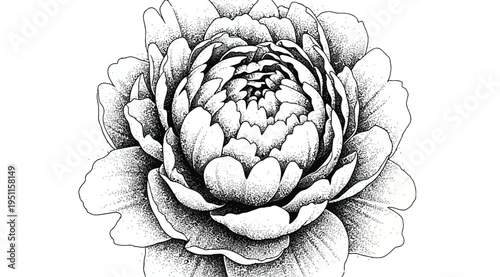 A detailed black and white illustration of a flower with many petals isolated on white background