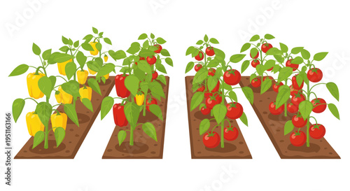 Vibrant rows of ripening bell peppers and tomatoes growing in a garden bed.