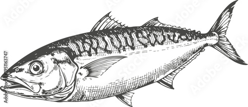 Detailed vintage illustration of a mackerel fish with prominent fins and scales