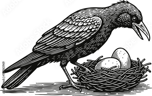 black crow bird standing near nest with eggs, detailed vintage engraved illustration of raven nature wildlife