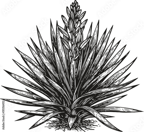 Agave plant sketch with long pointed leaves and central flowering stalk detailed botanical illustration