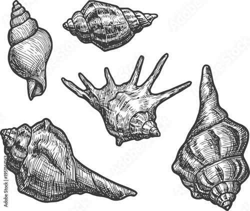 Hand drawn seashells collection various marine shells with detailed etching and line art seaside nature elements