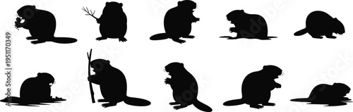Beaver silhouette set, various poses of beaver animal including chewing wood, holding branch, sitting wildlife rodent vector collection isolated
