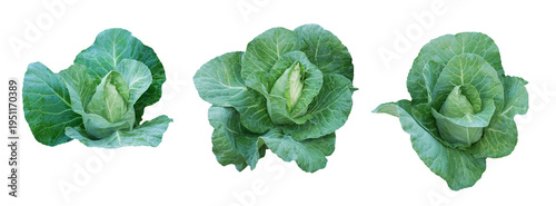 Foto Green pointed cabbage set isolated on transparent background