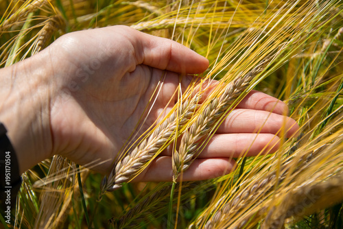 A person gently holds ripe wheat and barley spikes in their hand, showcasing their golden color against a backdrop of lush green and yellow plants in a sunny field.