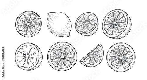 Hand-drawn Lemon Slice and Whole Fruit Illustration