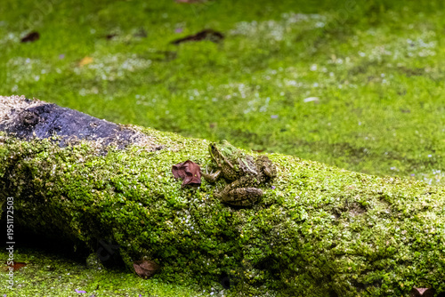 frog on a tree