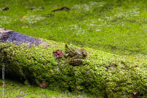 frog on a tree