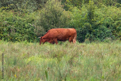 cow in the field