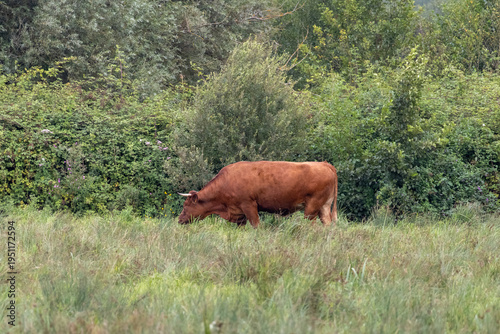 cows in the field